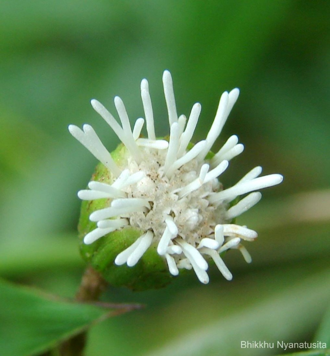 Adenostemma lavenia (L.) Kuntze
